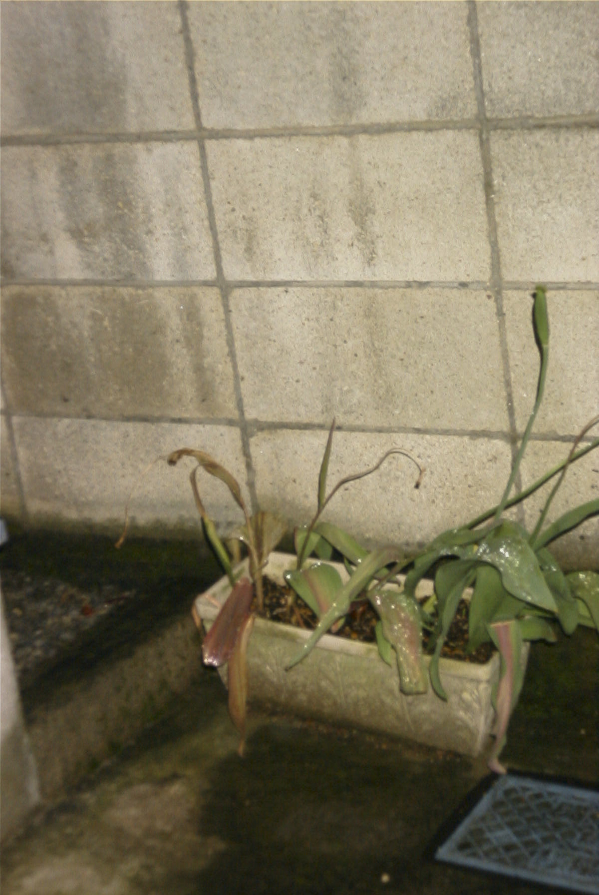 Pyrite Kohei Kawatani2016