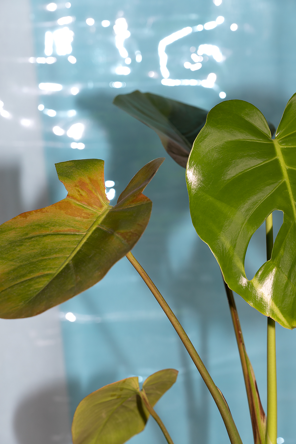 Tofu-Knife Kohei Kawatani